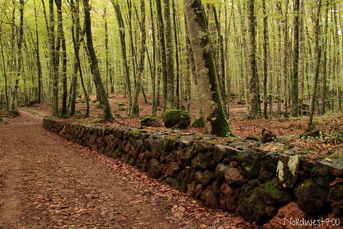 verde green fall forest canon bosque 7d otoño verd bosc tardor fajedadenjordà canon7d nordwest700