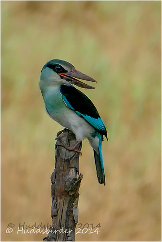 Blue Breasted Kingfisher