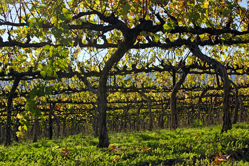 california vineyard napavalley napa winecountry rutherford mummnapa november2014