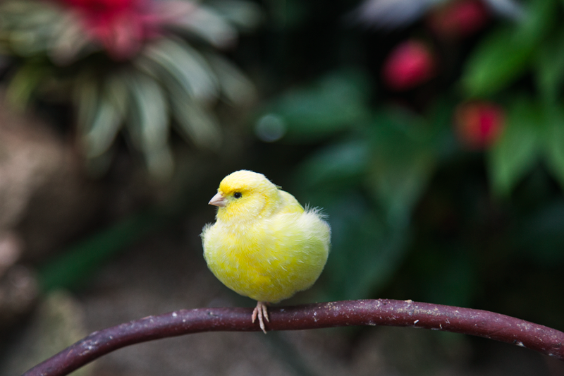 yellow canary