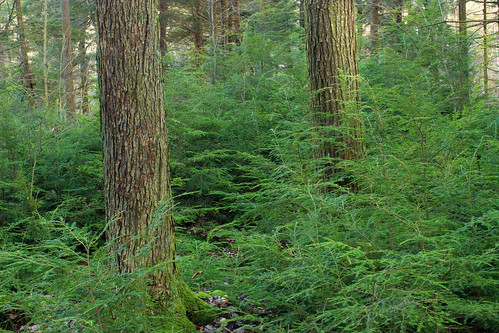 trees winter nature forest hiking pennsylvania creativecommons coniferous saplings sullivancounty hemlocks endlessmountains understory tsugacanadensis easternhemlocks loyalsockstateforest fernrocknaturetrail
