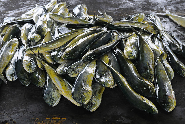 新港魚市場上的鬼頭刀。攝影：楊維晟。