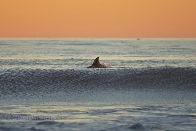 dolphins 0003 Blacks Beach, California, USA