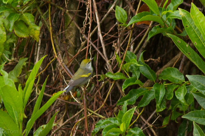 Blue-winged x Golden-winged Warbler (hybrid) - Costa Rica