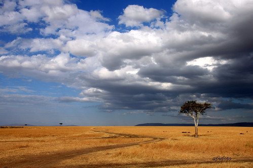africa landscape kenya masaimara