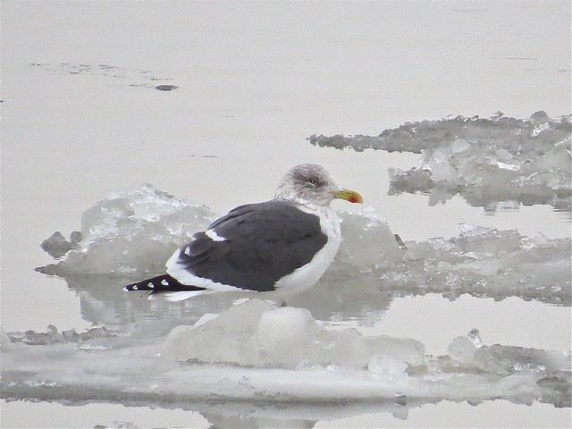 Lesser Black-backed Gull at Peoria Lake in Peoria County, IL 01