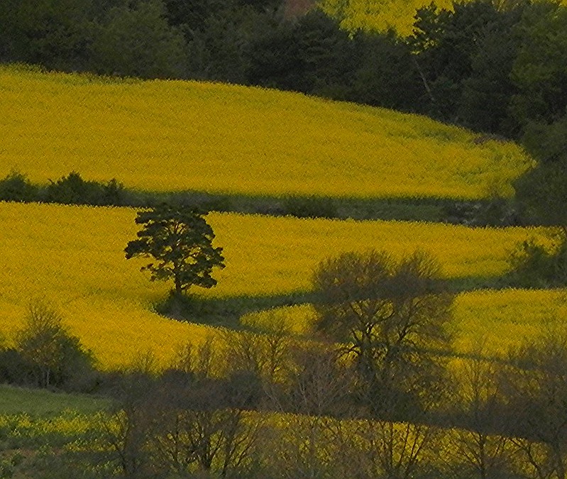 Yellow Fields of Spring