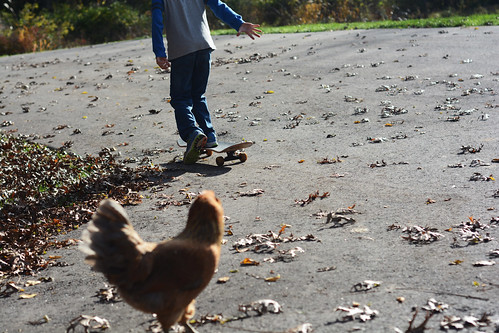 Skateboarding and chickens