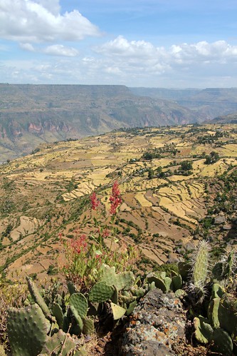 africa grain terraces canyon valley gorge farms agriculture ethiopia cereals jemma oromia ኢትዮጵያ oromiyaa debrelibanos picmonkey:app=editor ደብረ፡ሊባኖስ አፍሪቃ jemmariver ኦሮምያ