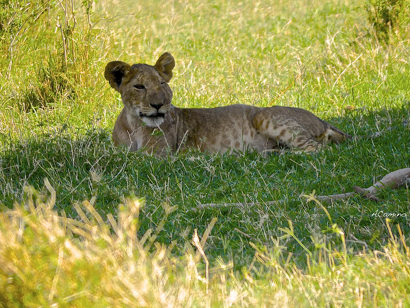 Safari en Samburu: Jirafas, Elefantes, Leones, Guepardos y muchísimos pájaros - 12 días de Safari en Kenia: Jambo bwana (19)