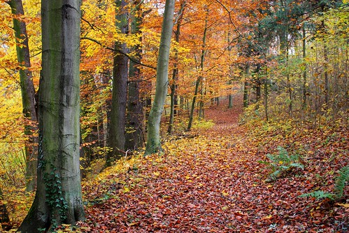 park autumn forest geotagged poland lubuskie ziemialubuska cybinka
