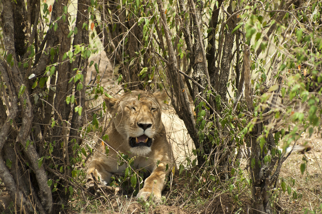 MASAI MARA III - MEMORIAS DE KENIA 14 días de Safari (52)