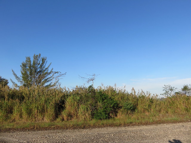 Ground Dove at 100 feet 20141228