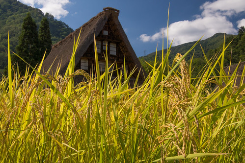 autumn japan rice farm 日本 秋 ricefield 田んぼ 米 農業 富山県 南砺市