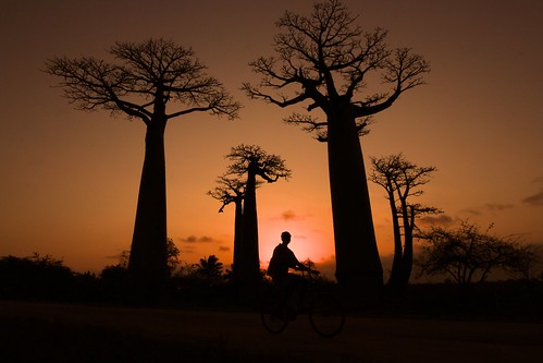 africa travel sunset tree bike bicycle adventure bicyclette arbre madagascar vélo coucherdesoleil afrique baobabs océanindien indianocéan