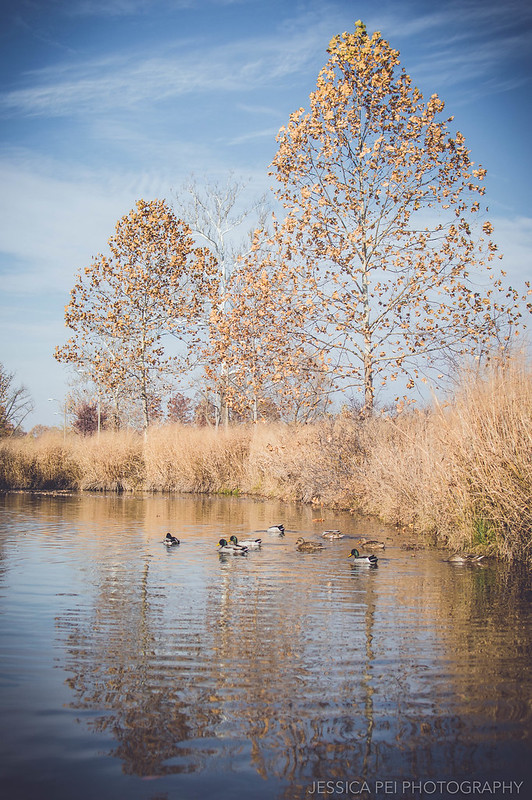 Ducks in Pond in Forest Park St. Louis