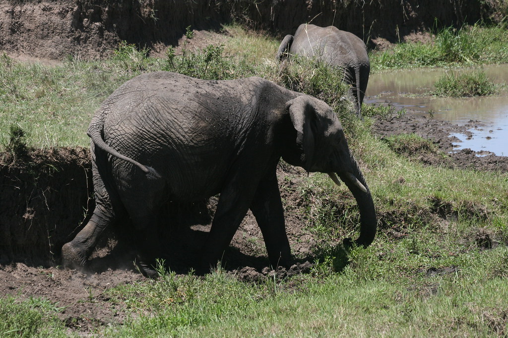 MEMORIAS DE KENIA 14 días de Safari - Blogs de Kenia - MASAI MARA IV (53)