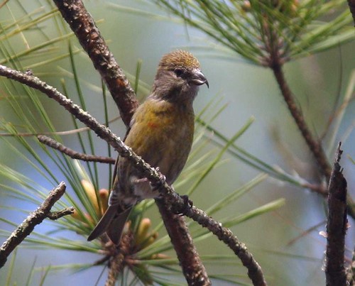 red georgia jerry 2008 redcrossbill crossbill amerson