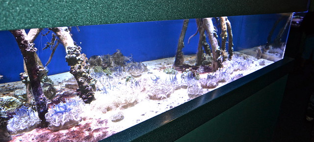 aquarium new orleans