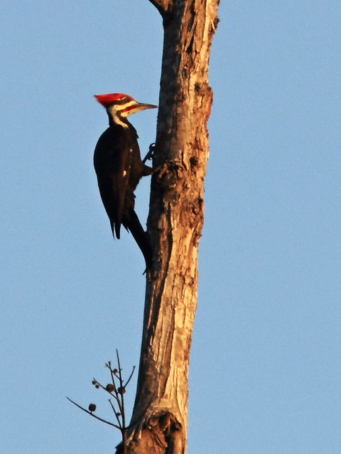Pileated Woodpecker 2-20150123