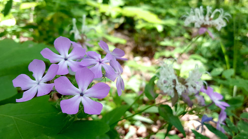 flower purple pale phlox polemoniaceae phloxpilosa