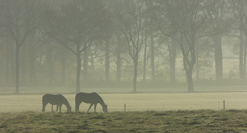 horses holland netherlands rural landscape nevel frost hoarfrost foggy nederland pastoral achterhoek winterswijk landschap paarden gelderland vorst landelijk rijp woold platinumheartaward panasonicdmcfz150 1190414