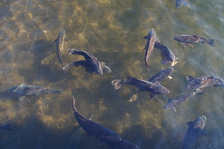 035 Vissen in Lake Ashi