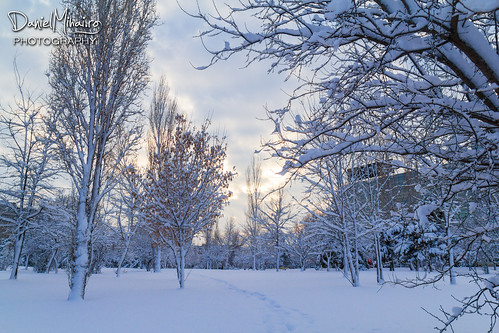 Winter trees by Daniel Mihai
