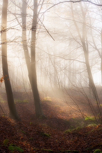 light mist misty landscape woods nikon mood cotswolds gloucestershire snowshill d610 jactoll nikonfxshowcase