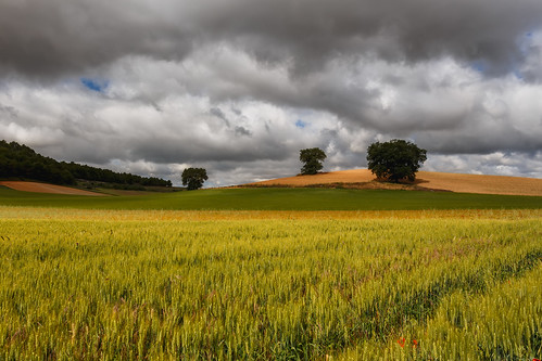 nature clouds rural landscape wheat cereal fields