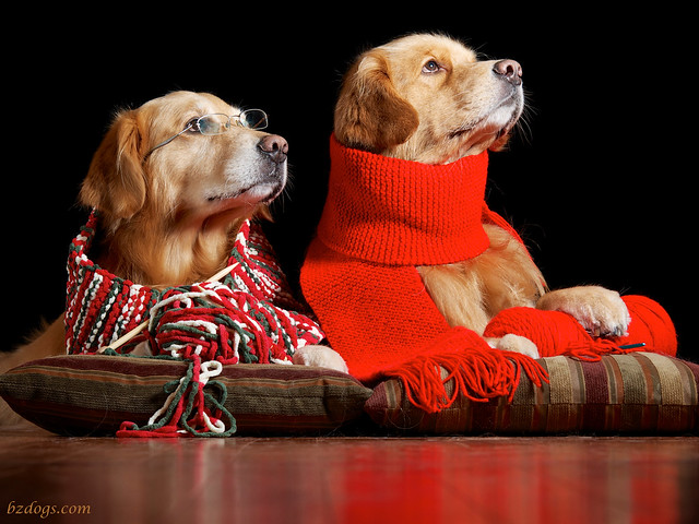 Knitting Dogs