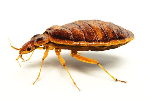 Bed bug infestations are becoming more common and are extremely difficult to control. (stock photo)
