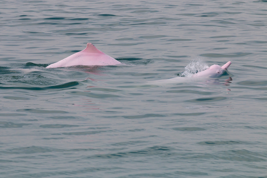 Chinese white dolphin photo