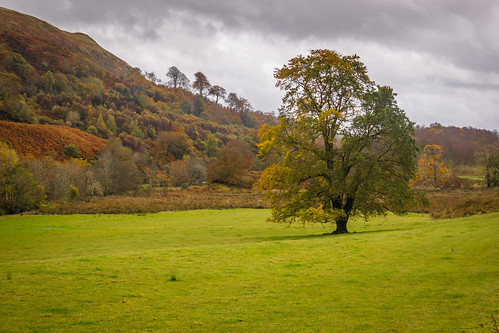autumn trees tree fall leaves landscape scotland branches