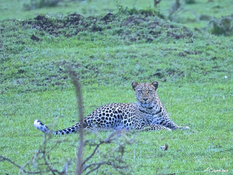 12 días de Safari en Kenia: Jambo bwana - Blogs de Kenia - 2º safari en el Mara: Hipos, Leones, Leopardos, hienas, jirafas, puesta de sol (35)