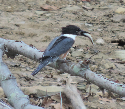 Female Belted Kingfisher
