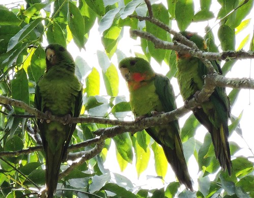 Red-Throated Green Parakeet (Psittacara holochlorus rubritorquis)