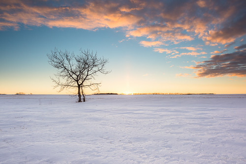 winter sunset snow canada tree alberta legal weatherandseasons