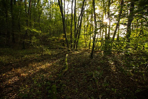 trees light tree green forest golden switzerland alone suisse geneva arbres wald genève campagne canton enchanted foresta verts boisdechèvres