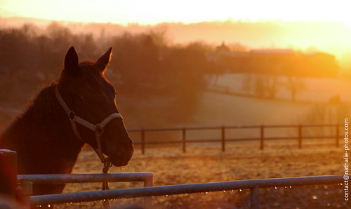 horses horse sunrise cheval chevaux leverdusoleil