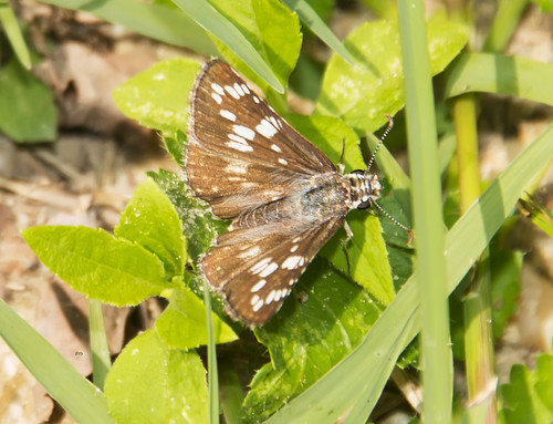 virginia flickr unitedstates butterflies insects va williamsburg grasshesperiinae yrsp skippershesperioidea