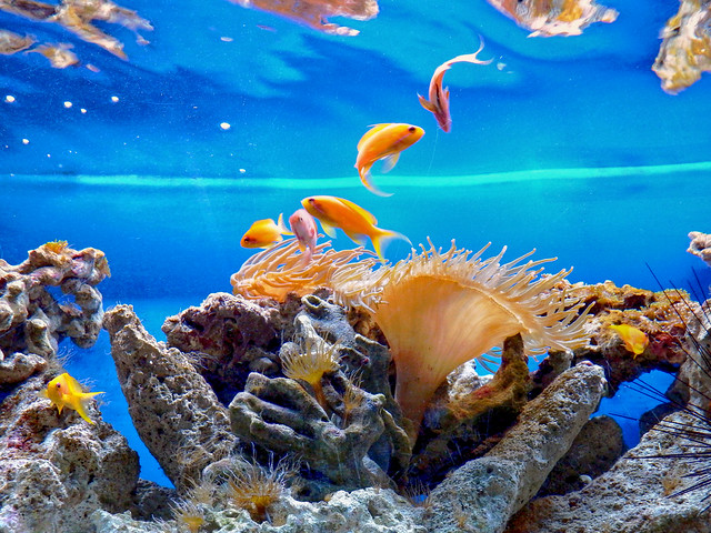 Aquarium by STEHOUWER AND RECIO, on Flickr