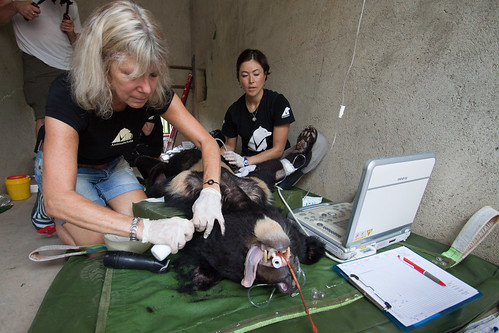 Jill and staff attended to Snip during his health check