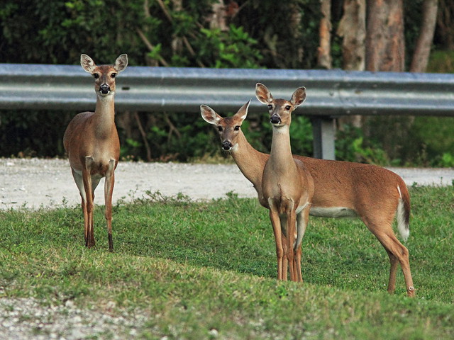 White-tailed doe and fawns 3-20150123