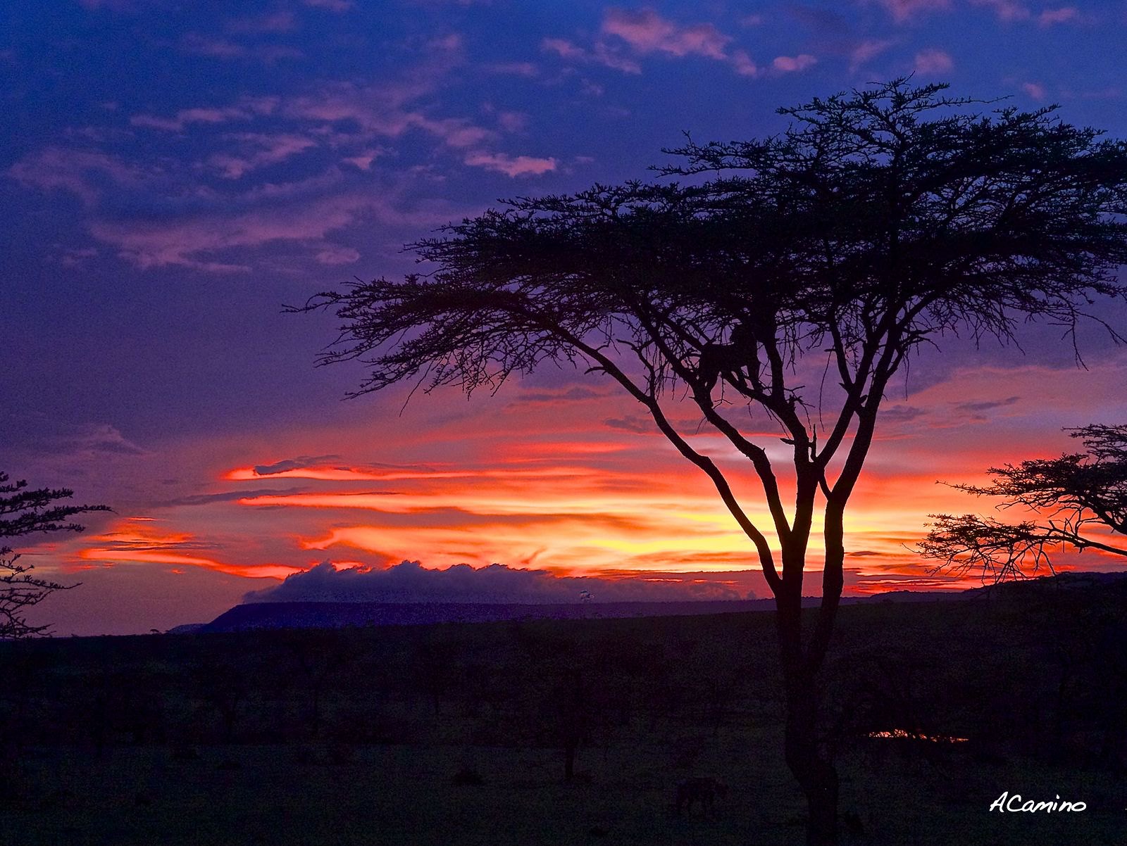 12 días de Safari en Kenia: Jambo bwana - Blogs de Kenia - 2º safari en el Mara: Hipos, Leones, Leopardos, hienas, jirafas, puesta de sol (40)