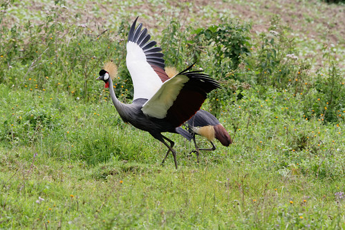 birds uganda uga westernregion