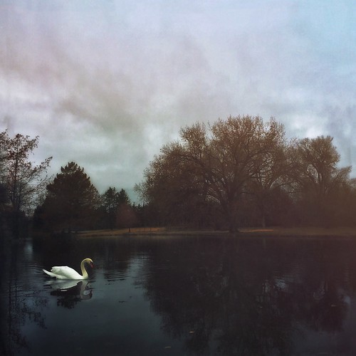"Swan