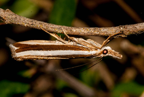 newzealand moth lepidoptera southland orocrambus omaui threesistershill