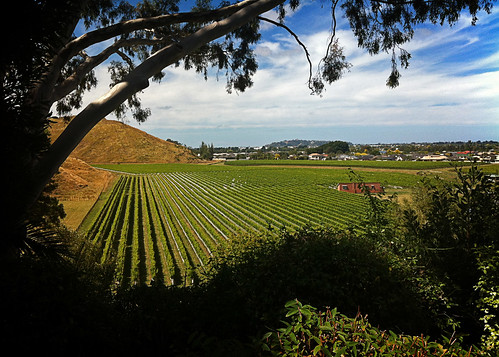 newzealand summer silhouette landscape vineyard vines winery hawkesbay naturalframing missionestatewinery missionestate iphone4 iphonephotography iphoneography