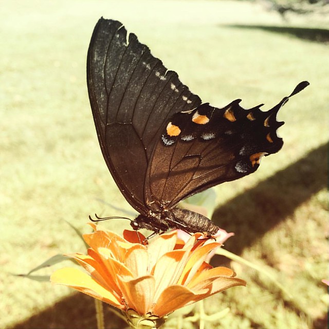 Female Eastern Tiger Swallowtail Butterfly #flowers #gardens #patiogarden #zinnia #zinnias #butterflies #butterfly #swallowtail #easterntigerswallowtail